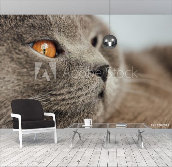 Bild på Partial view of adorable scottish fold cat looking away